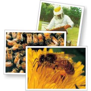 Topic Packs: Beekeeping