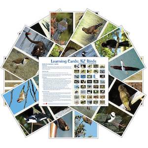 Learning Cards: NZ Birds (pdf download)