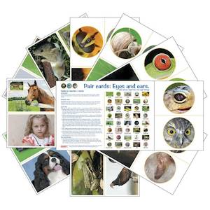 Learning Cards: Eyes and Ears (pdf download)