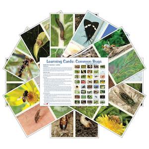 Learning Cards: Common Bugs (pdf download)