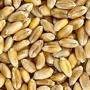Primary: Wheat seeds