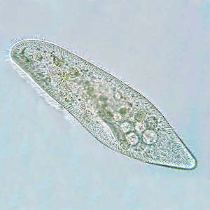 Living World: Paramecium live culture