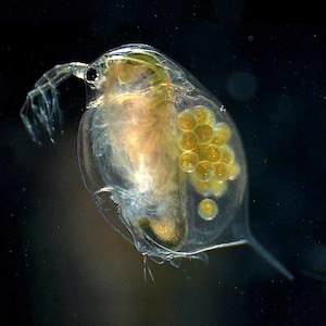 Living World: Daphnia live culture 8-Pack