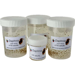 Living World: Daphnia live culture 4-Pack