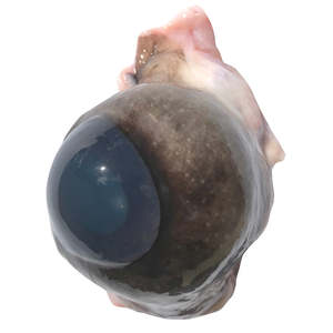 Dissection: Cow eyes (x10 pack) B-Grade — frozen