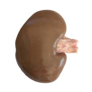 Dissection: Pig kidneys (x5 pack) — frozen