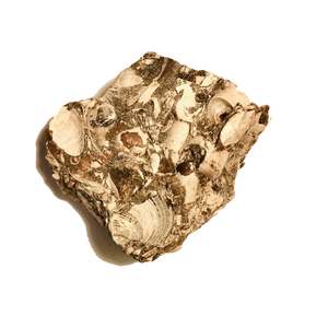 Best Sellers: Marine fossils (in rock matrix)