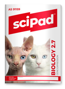 Biology 2.7 (Gene Expression) sciPAD