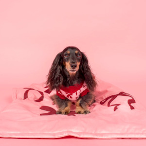 Pablo & Co Velvet Bows Dog Blanket