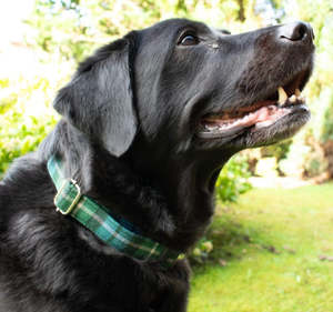 Pets: Tartan Dog Collar