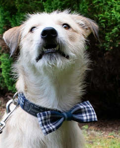 Pets: Tartan Dog Bow Tie