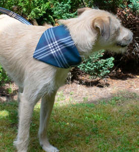 Pets: Tartan Dog Bandana