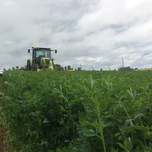 Lucerne Standing