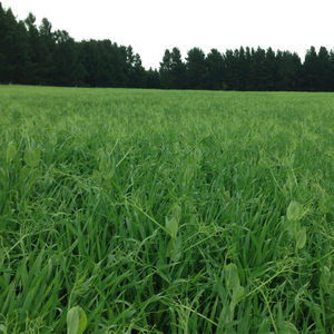 Barley & Peas