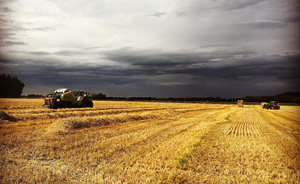 Wheat Straw