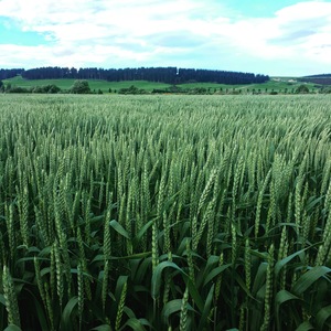 Wheat