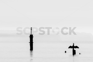 Products: Pied Shags / Kāruhiruhi (Phalacrocorax varius) warming up, Ahuriri, Napier, Hawke’s Bay, New Zealand - SCP Stock