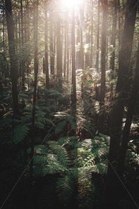 Products: Aerial image of a New Zealand Tree Ferns growing amongst the Redwood Forest, Bay of Plenty, New Zealand - SCP Stock