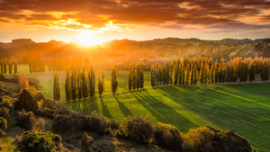 Products: Pohangina Valley Poplars in summer, Manawatu, New Zealand - SCP Stock