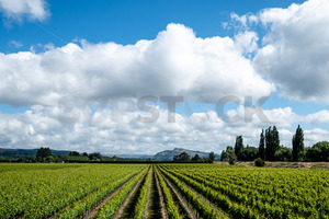 View over the vines towards Te Mata Peak, Hawke's Bay, New Zealand - SCP Stock