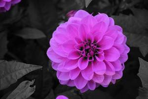Products: B & W: Single Purple Dahlia – Scrumble Photography