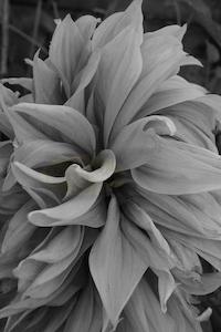 B&W Side on Dahlia Petals – Portrait – Scrumble Photography
