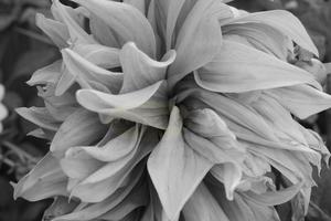 Products: B&W Sidewise Dahlia Petals – Landscape – Scrumble Photography