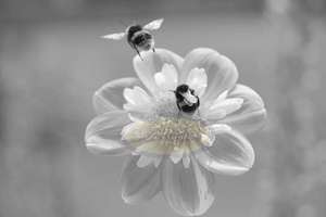 Products: Bumble Bee Take off – Scrumble Photography