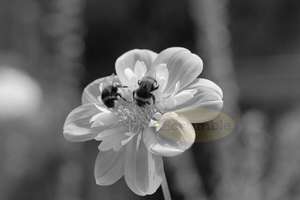 Products: Bumble Bees on Dahlia – Scrumble Photography