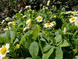 Products: Hero Bee on White Dahlia – Scrumble Photography