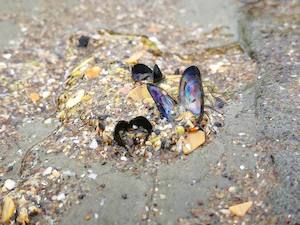 1cm Muscle Shell – Scrumble Photography