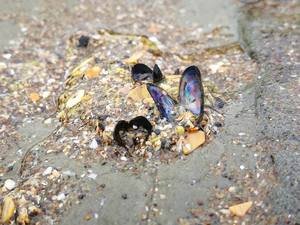 Products: 1cm Muscle Shell – Scrumble Photography