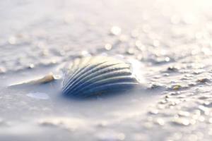 3mm Blur Blue Shell – Scrumble Photography