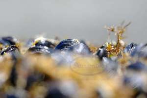 Products: Algae on Toretore Cluster – Scrumble Photography