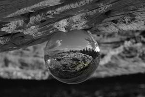 B & W: Pine Trees Napier Beach – Scrumble Photography