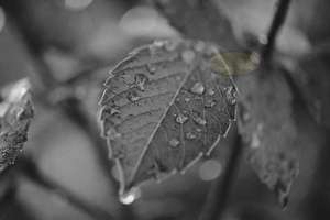 Products: Rose Leaf with water Droplets – Scrumble Photography
