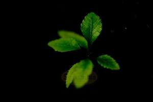 Products: Leaves – Punga Log at Night – Scrumble Photography