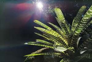 Products: Snake Plant, Mt Eden Gardens – Scrumble Photography