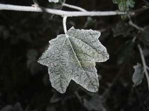 Products: White Poplar Leaf – Scrumble Photography