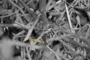 Products: Bush Rose Sticks – Scrumble Photography