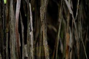 Products: Cabbage Tree leaves wall – Scrumble Photography