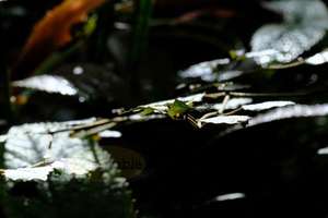 Products: Leaf Platter – Level – Scrumble Photography