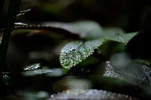 Products: Light up the leaf tip – Scrumble Photography