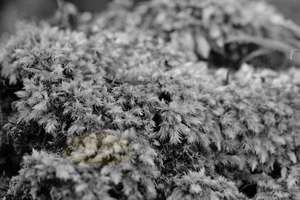 Products: Milk Moss – Scrumble Photography