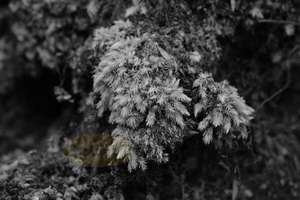 Products: Milk Moss 2 – Scrumble Photography