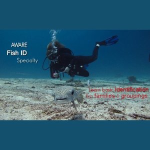 Products: Fish ID Course - NZ Sea Adventures, NZ Sea Adventures