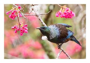 Products: A4 Print Tui