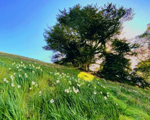 Products: Hello Spring - TeMuri