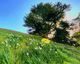Hello Spring - TeMuri