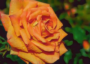 Products: Rose Dew - TeMuri